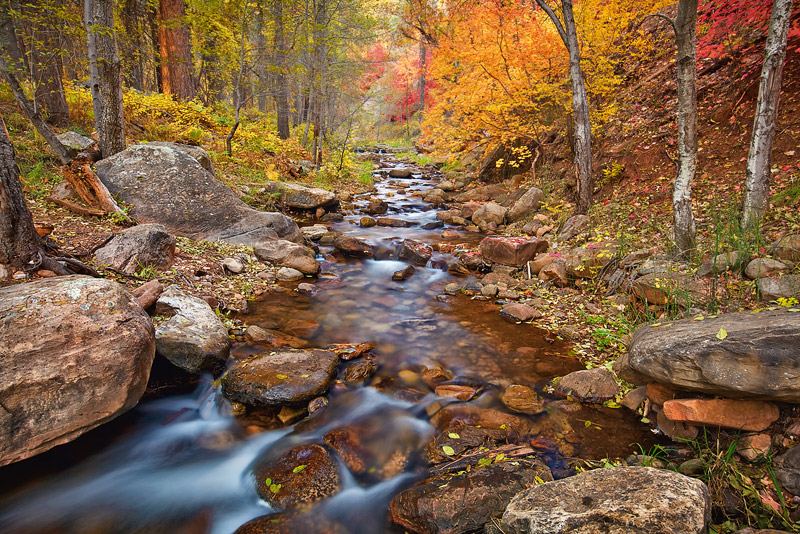 Fading light illuminates an area of prolific fall&nbsp;foliage in the depths of Horton Creek, a spring fed oasis located in the...