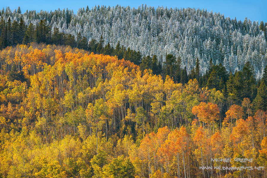 Vibrant fall foliage, sunshine, blue skies, and frozen conifers form an abstract image that is unmistakably Colorado.