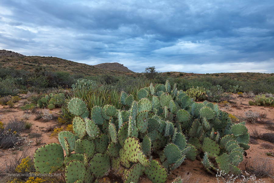 Amazingly detailed skies complimented the stark desert scenery of a prickly pear cactursat Agua Fria National Monument. This...