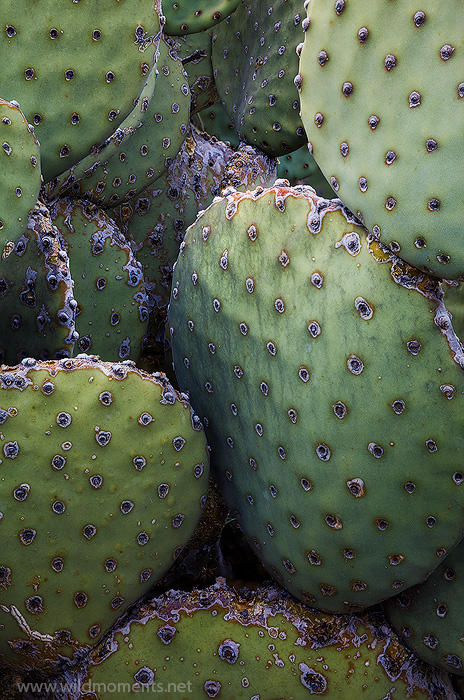 The prickly pear cactus is one of the signature flora of the Chihuahuan Desert in Big Bend National Park, TX.