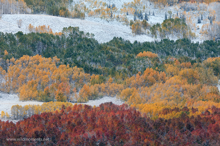 Massive aspen stands of red, green, and yellow foliage were sprinkled with white in the morning following a storm near Crested...