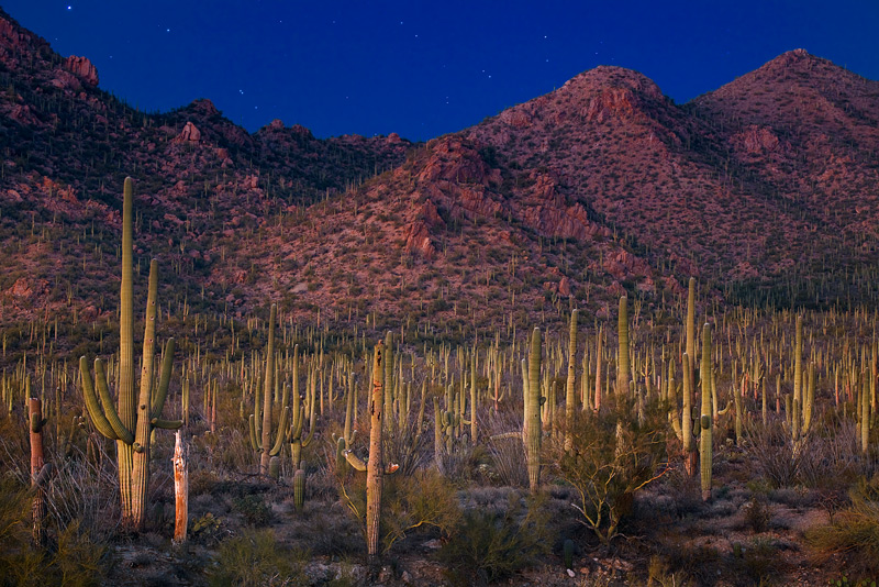 The magnificent saguaro cacti forest&nbsp;in Saguaro National Park reflects the ambient light of the coming night.
