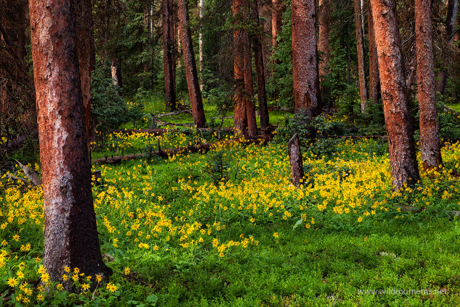 A festive scene of summer wildflowers decorate the forest near Slumgollion Pass. Captured while driving from Crede to Lake City...