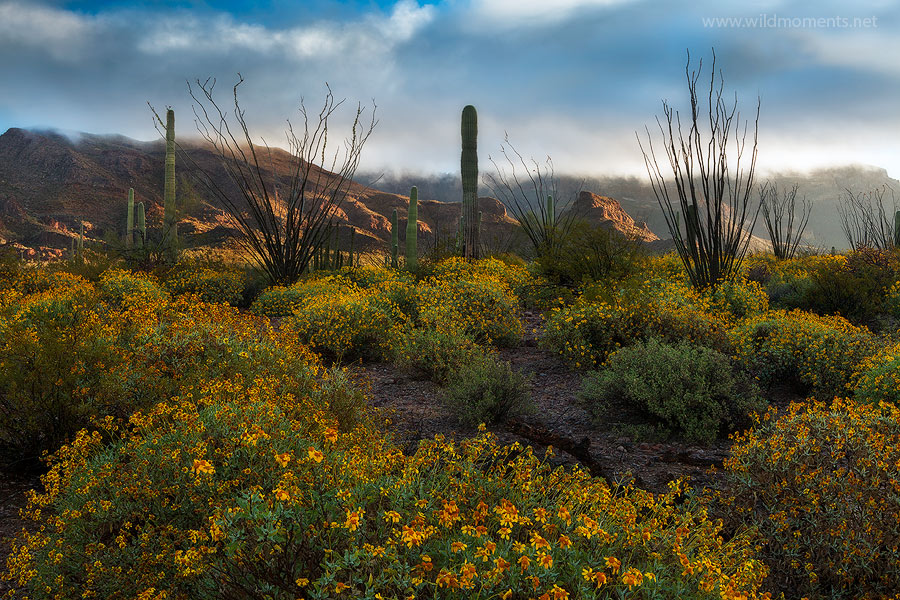 Rare light captured from a prolific garden of flowering brittle bush near the Ajo Mountains in Southern AZ.