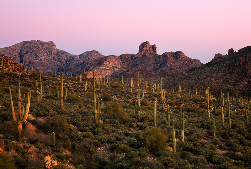 A healthy and robust population of saguaro cacti direct the way to the Picacho Butte (4,294 ft). This image was captured at twilight...