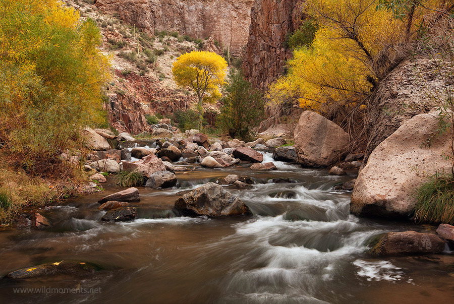 A stately and splendid cottonwood tree beckons the intrepid traveler in one of the deepest portions of Aravaipa Canyon. For me...