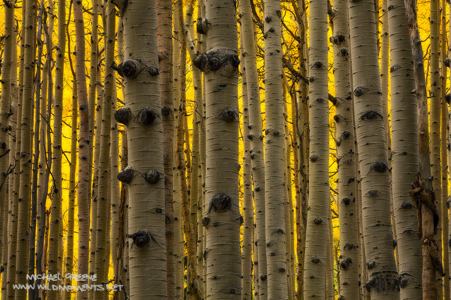 Some of the tallest and thickest aspen I've seen captured near Flagstaff, AZ in the Kachina Peaks Wilderness, which is part of...