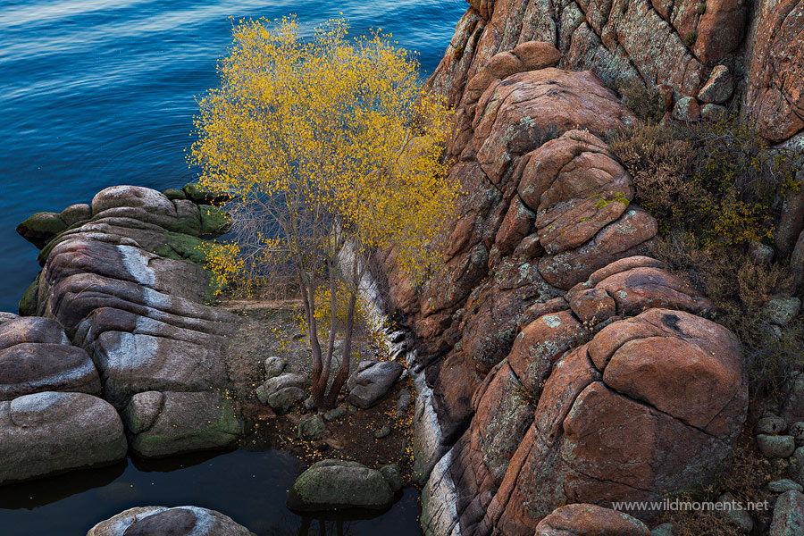 I noticed this solitary aspen tree nestled amongst the granite dells while waiting to photograph sunset over Watson Lake during...